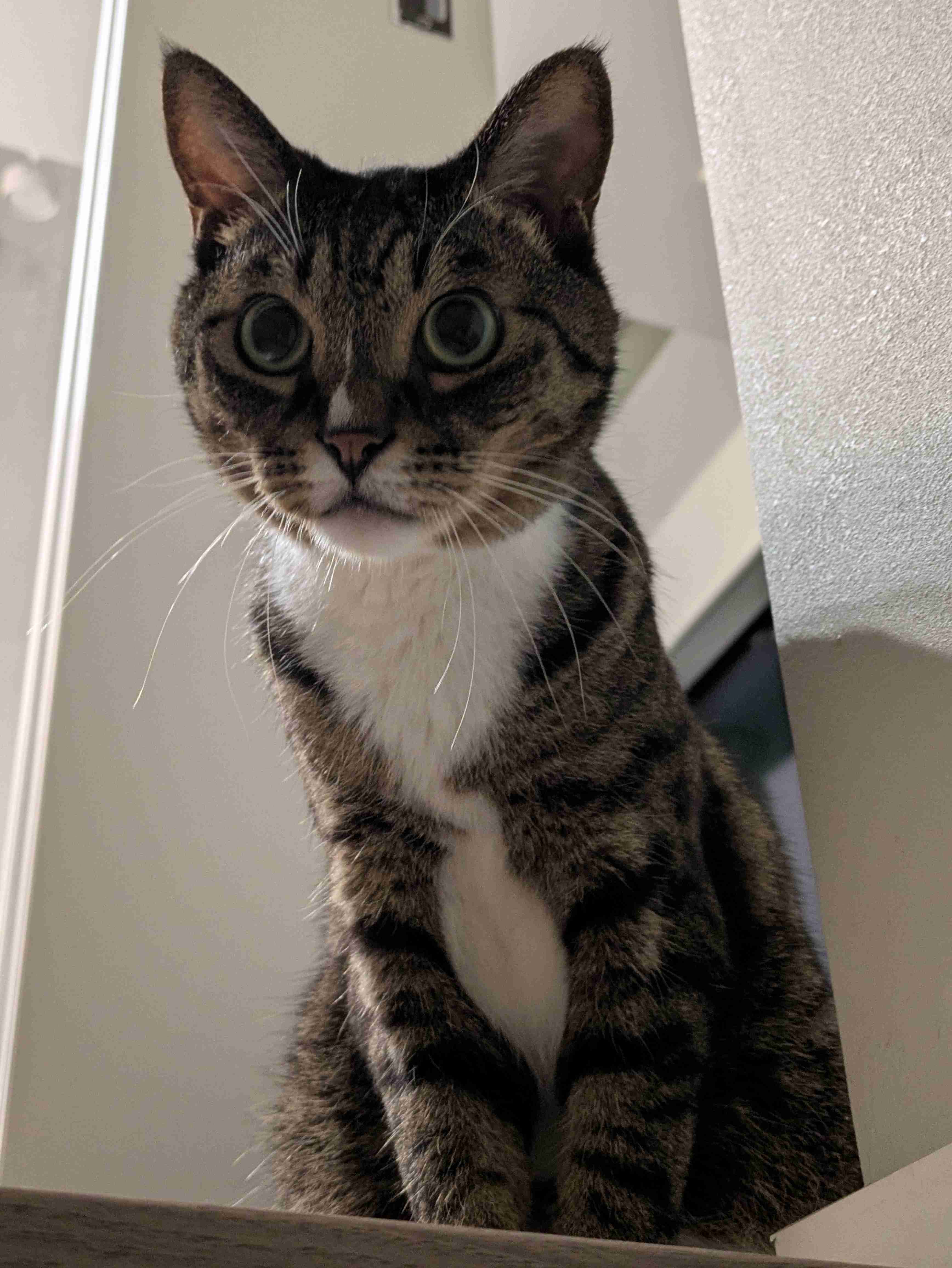 猫飼ってる人、種類はなんですか?