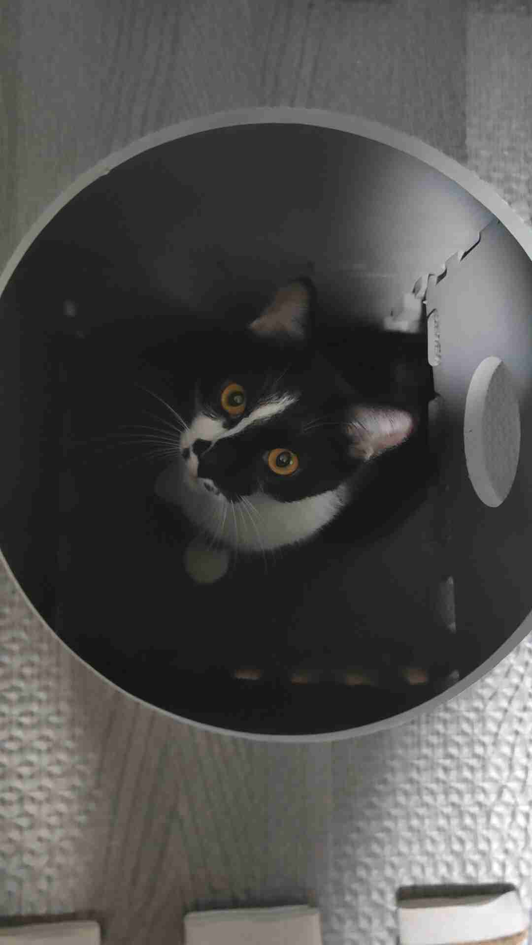 猫飼ってる人、種類はなんですか?
