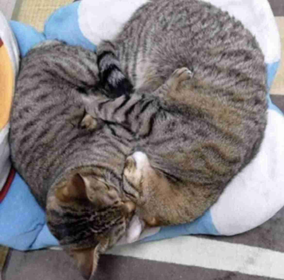 猫飼ってる人、種類はなんですか?