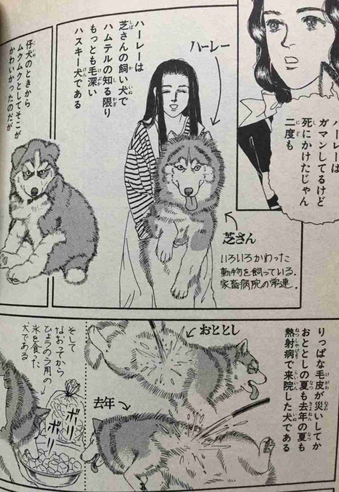 「←生後2か月 生後99か月→」 成長したハスキーのビフォーアフター “超絶破壊神”の現在の姿とは