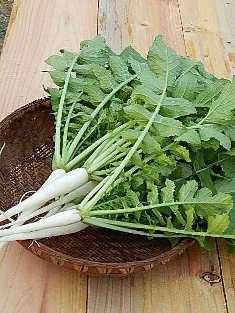 苦味のある食べ物が好きー🥦