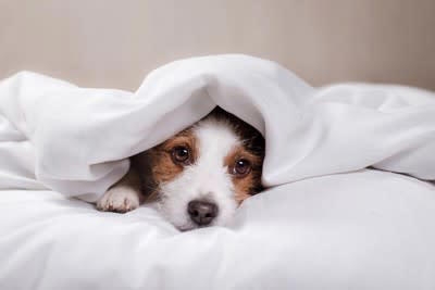 この世のなによりも犬が好きな人と話したい