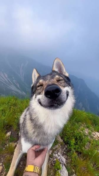この世のなによりも犬が好きな人と話したい