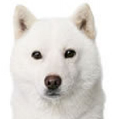 この世のなによりも犬が好きな人と話したい