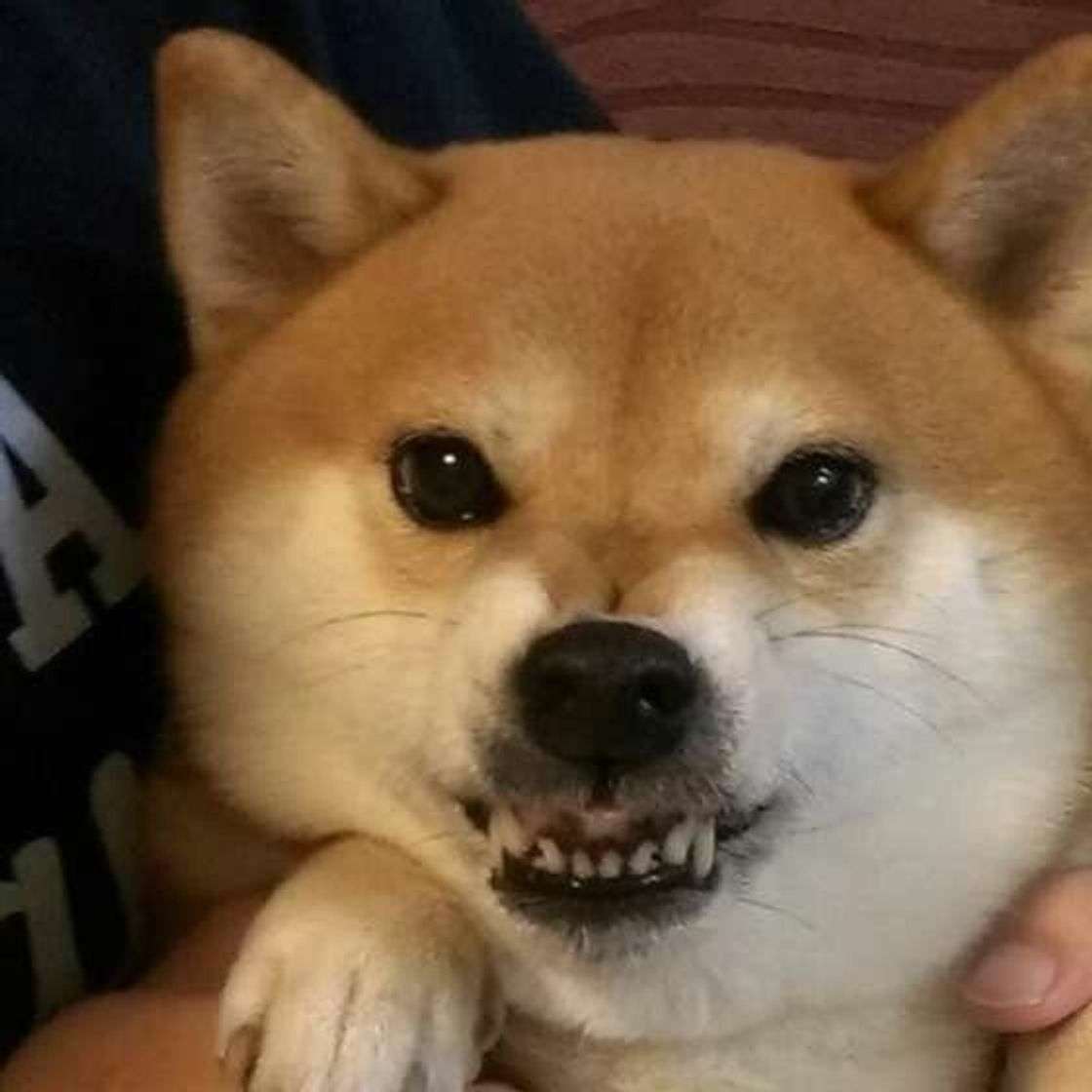 この世のなによりも犬が好きな人と話したい