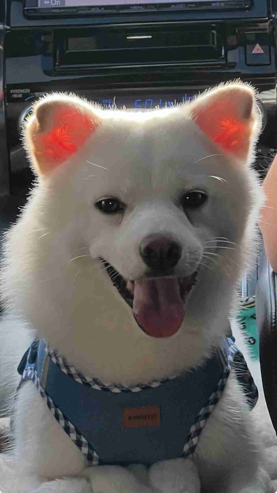 この世のなによりも犬が好きな人と話したい