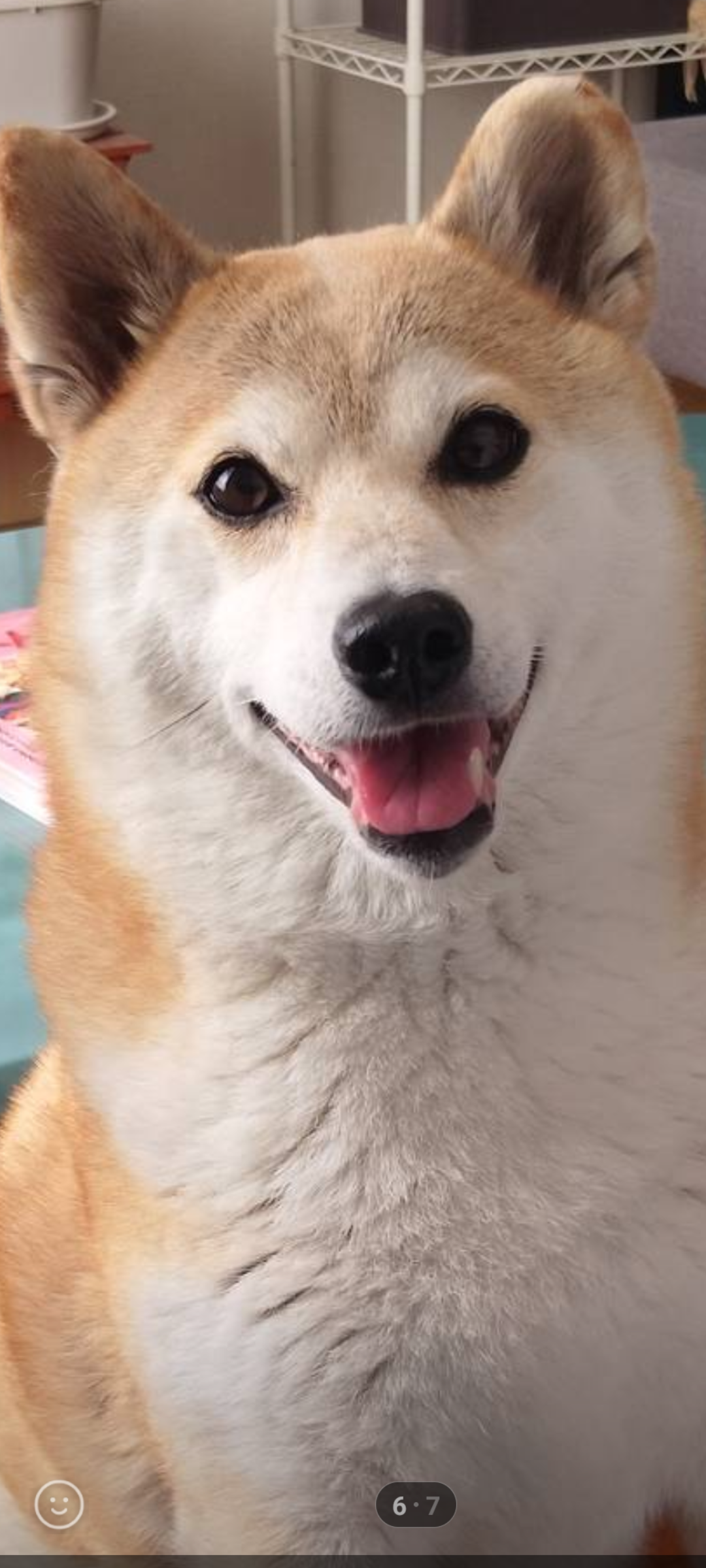 この世のなによりも犬が好きな人と話したい