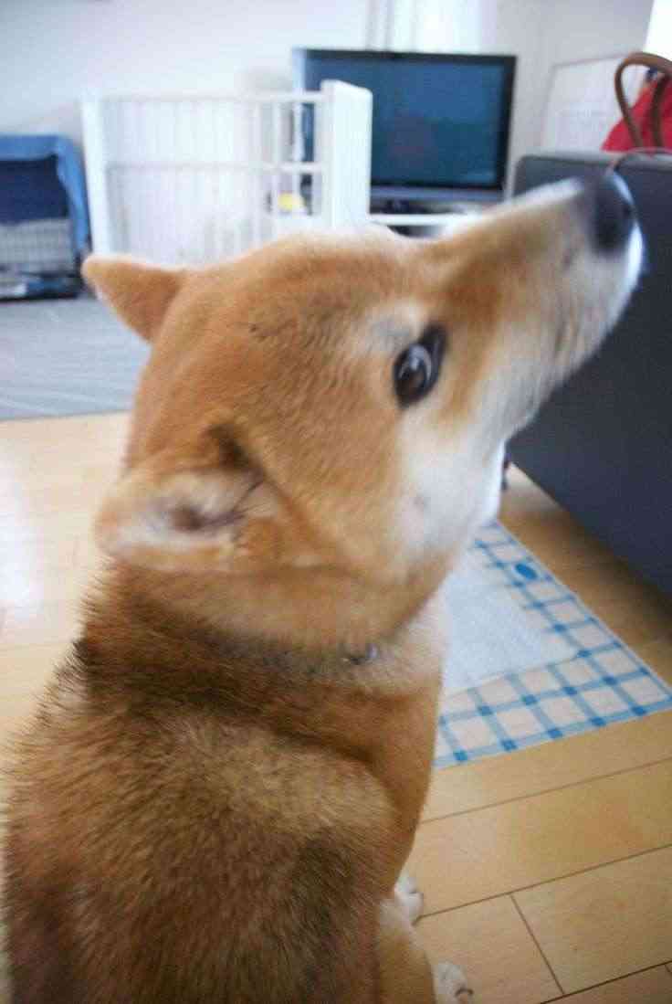 この世のなによりも犬が好きな人と話したい