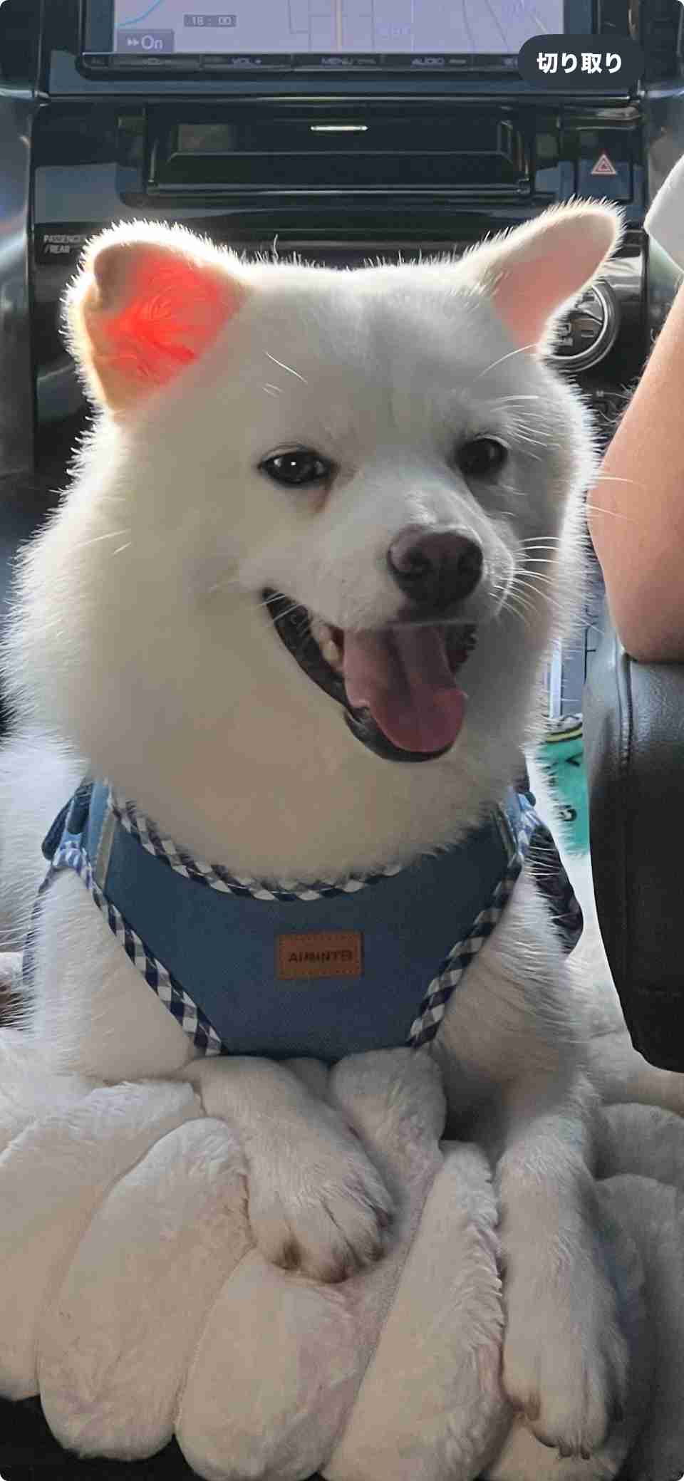 この世のなによりも犬が好きな人と話したい