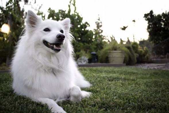 この世のなによりも犬が好きな人と話したい