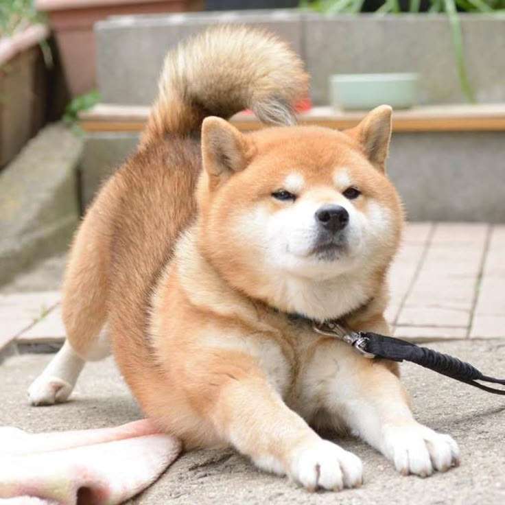 この世のなによりも犬が好きな人と話したい