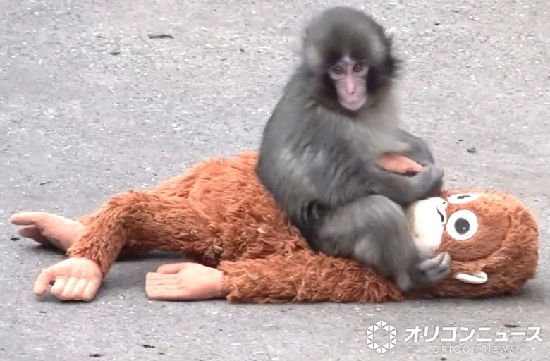 【サル】世界の霊長類【猿】