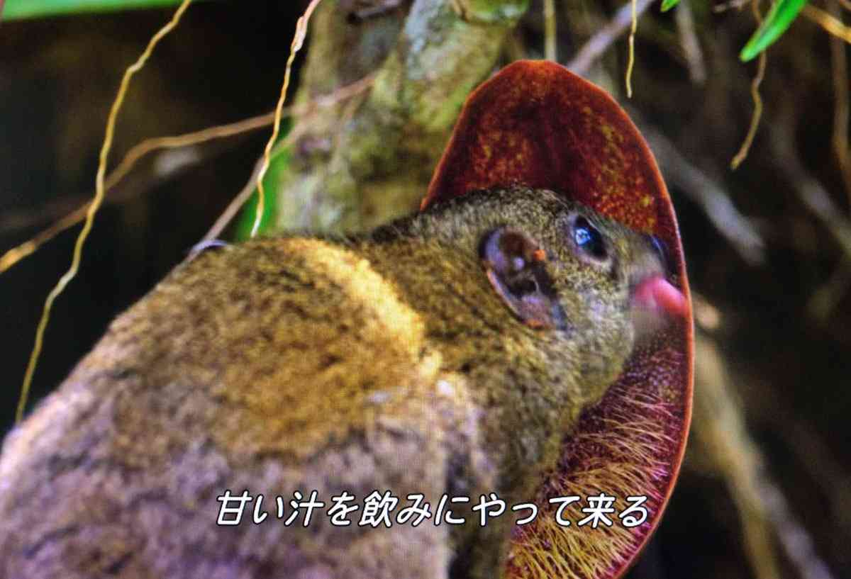 【サル】世界の霊長類【猿】