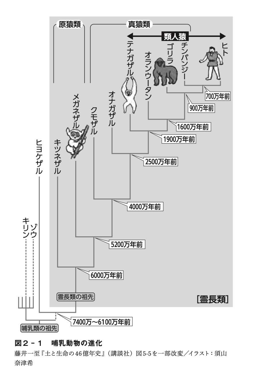 【サル】世界の霊長類【猿】