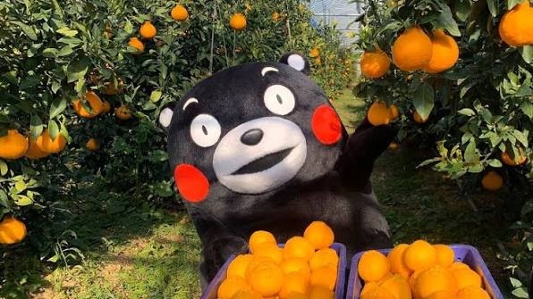【武闘派】現在、自分が住んでいる市町村の特産物を持って戦うトピ【頭脳派】
