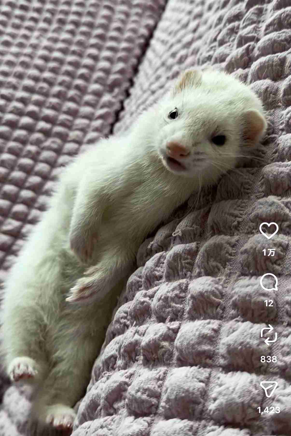 ペット可のおすすめの宿
