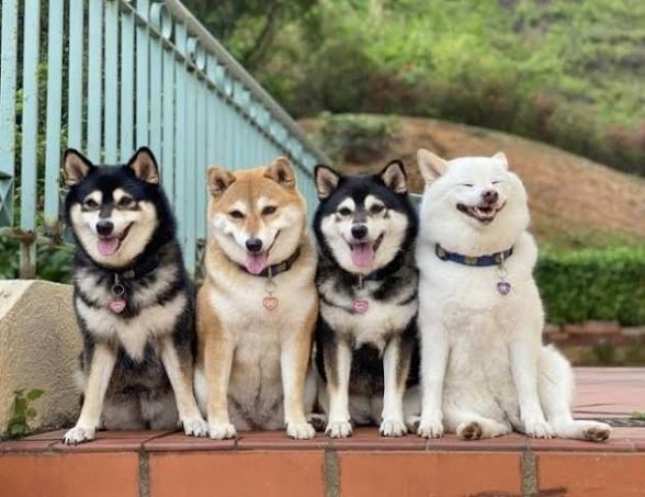 タイトルの一部を「柴犬」に変えちゃってくださいPart5