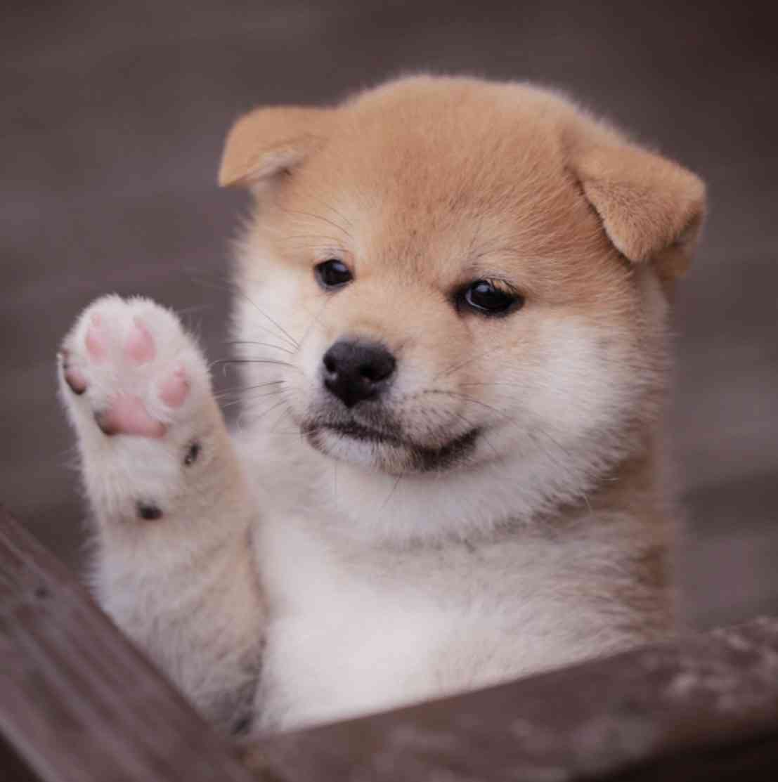 タイトルの一部を「柴犬」に変えちゃってくださいPart5