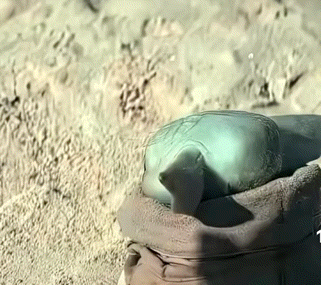 スター・ウォーズ/マンダロリアン・アンド・グローグーが好きな人 Part2