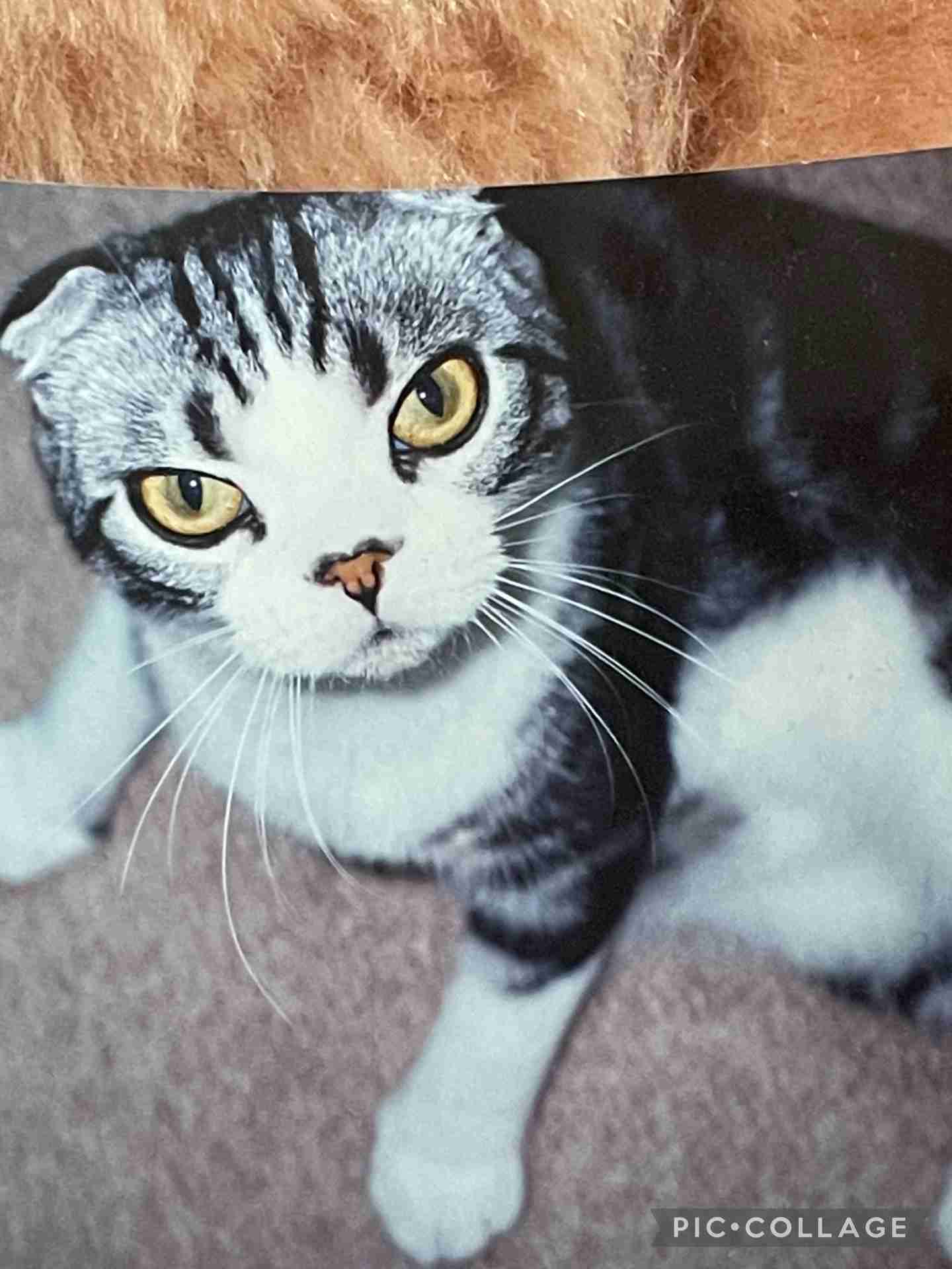 【お盆なので】昔飼っていた犬・猫の写真ありませんか?