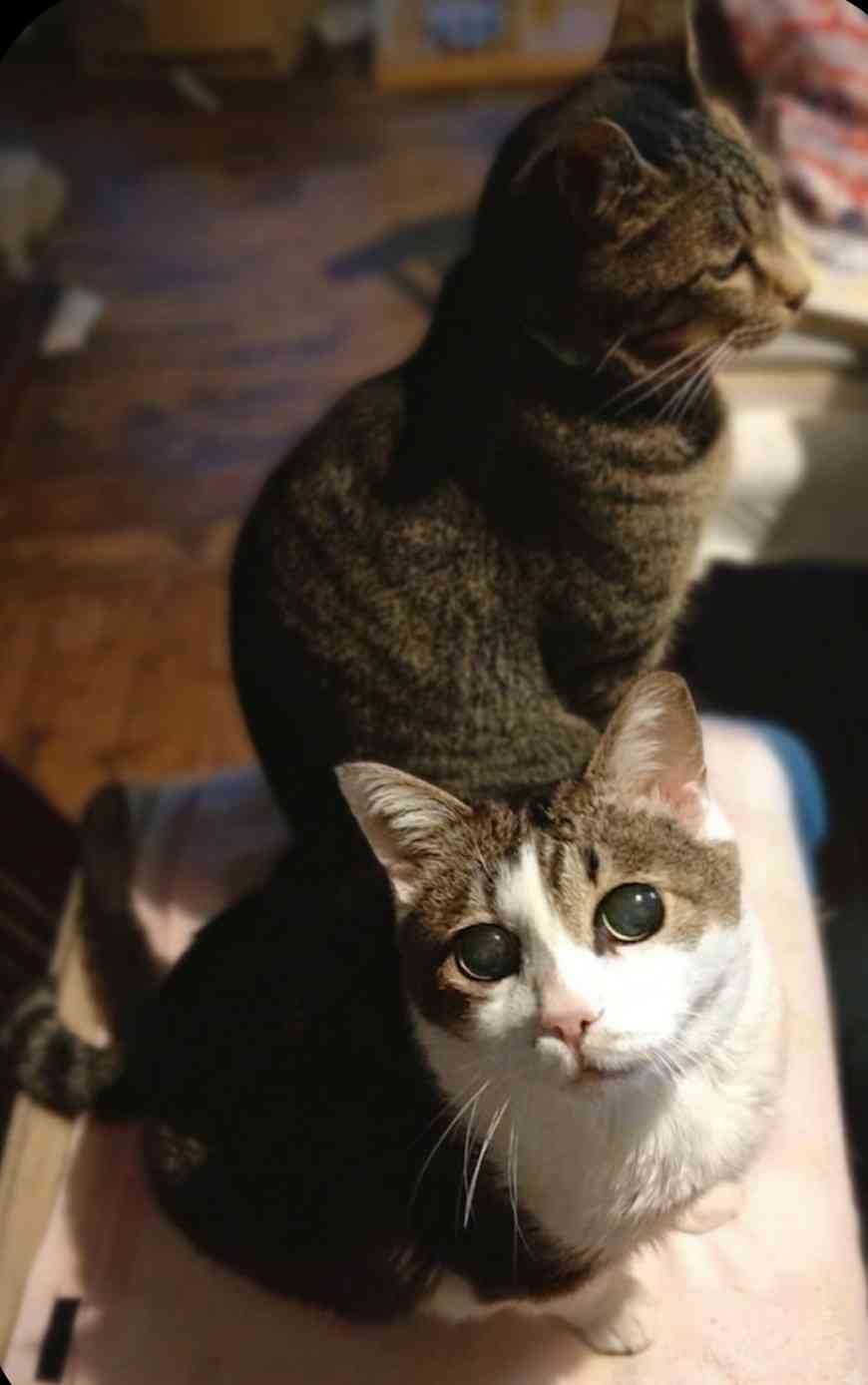 【お盆なので】昔飼っていた犬・猫の写真ありませんか?