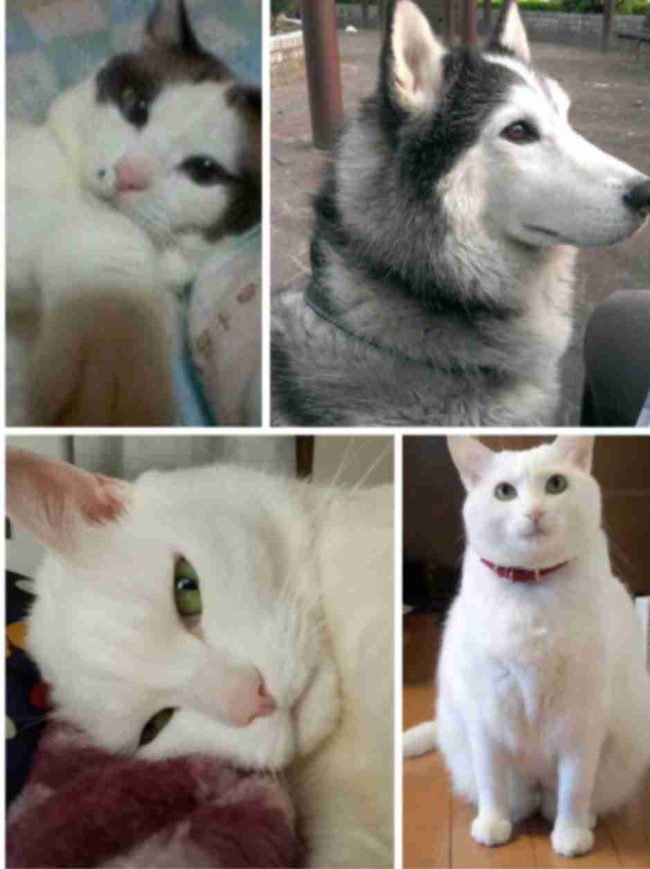 【お盆なので】昔飼っていた犬・猫の写真ありませんか?