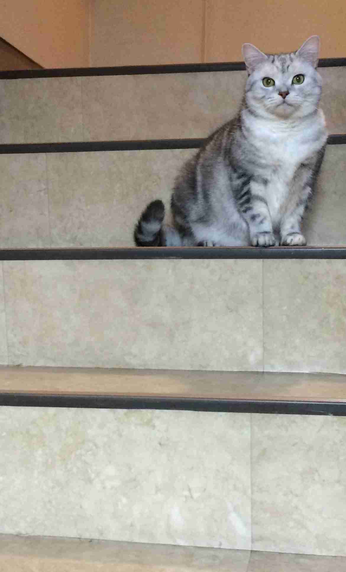 【お盆なので】昔飼っていた犬・猫の写真ありませんか?