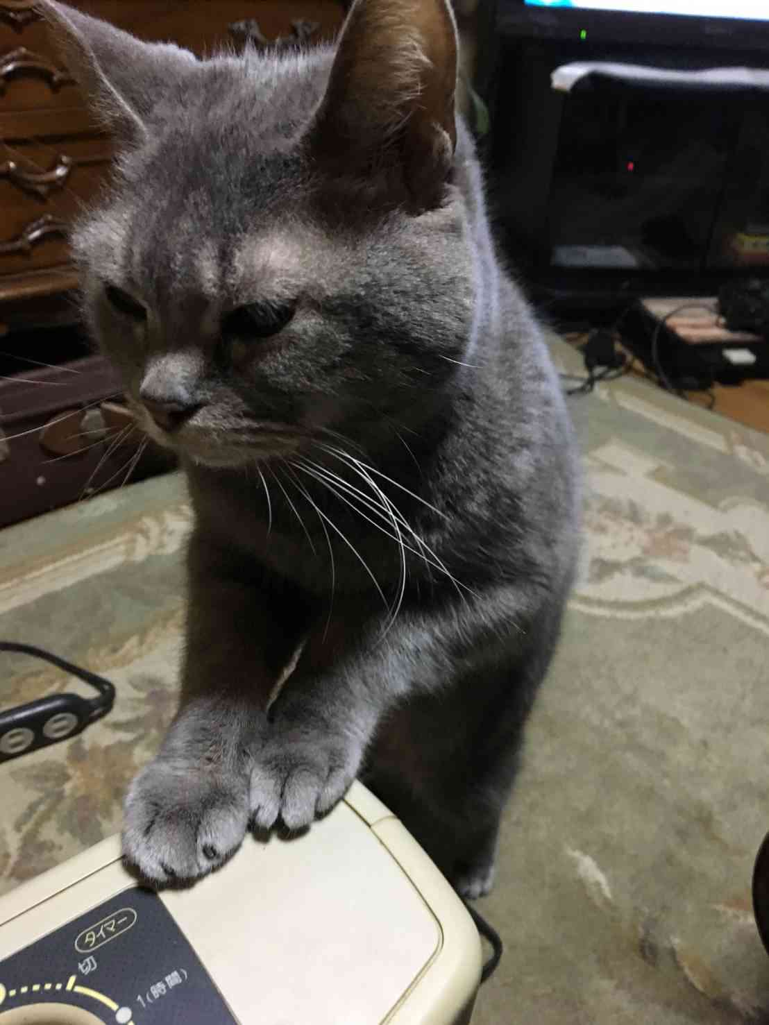 【お盆なので】昔飼っていた犬・猫の写真ありませんか?