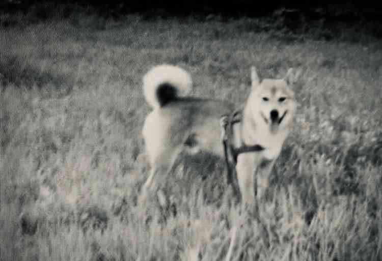 【お盆なので】昔飼っていた犬・猫の写真ありませんか?