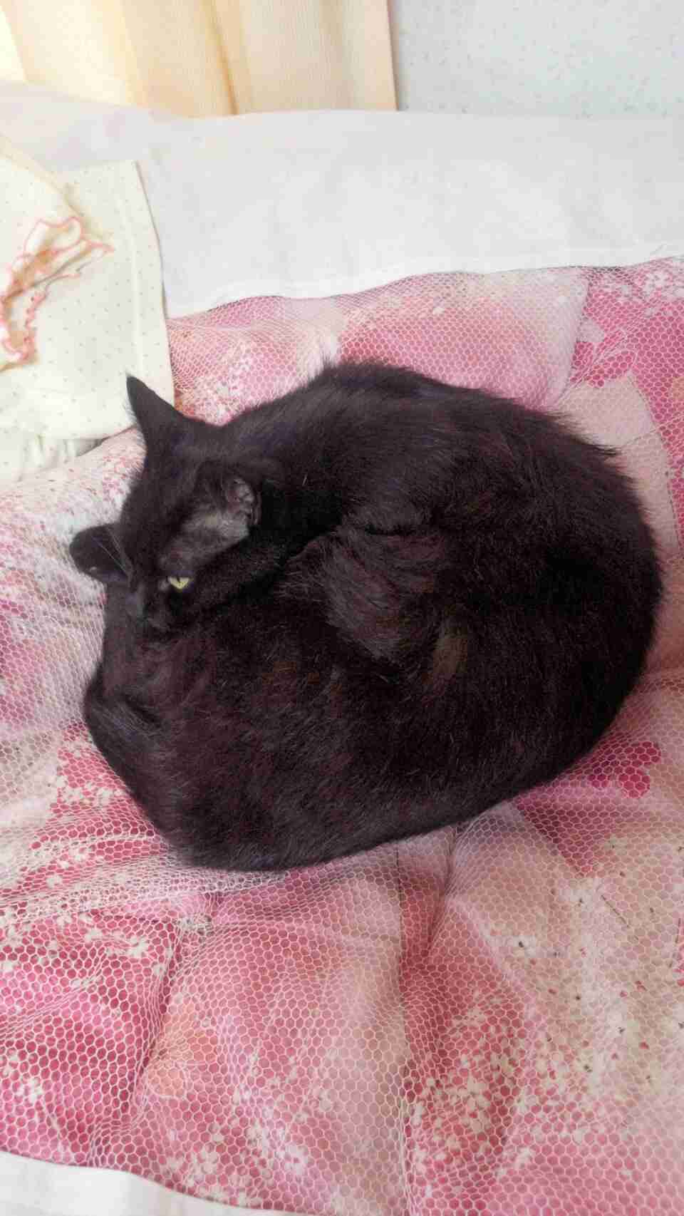 【お盆なので】昔飼っていた犬・猫の写真ありませんか?