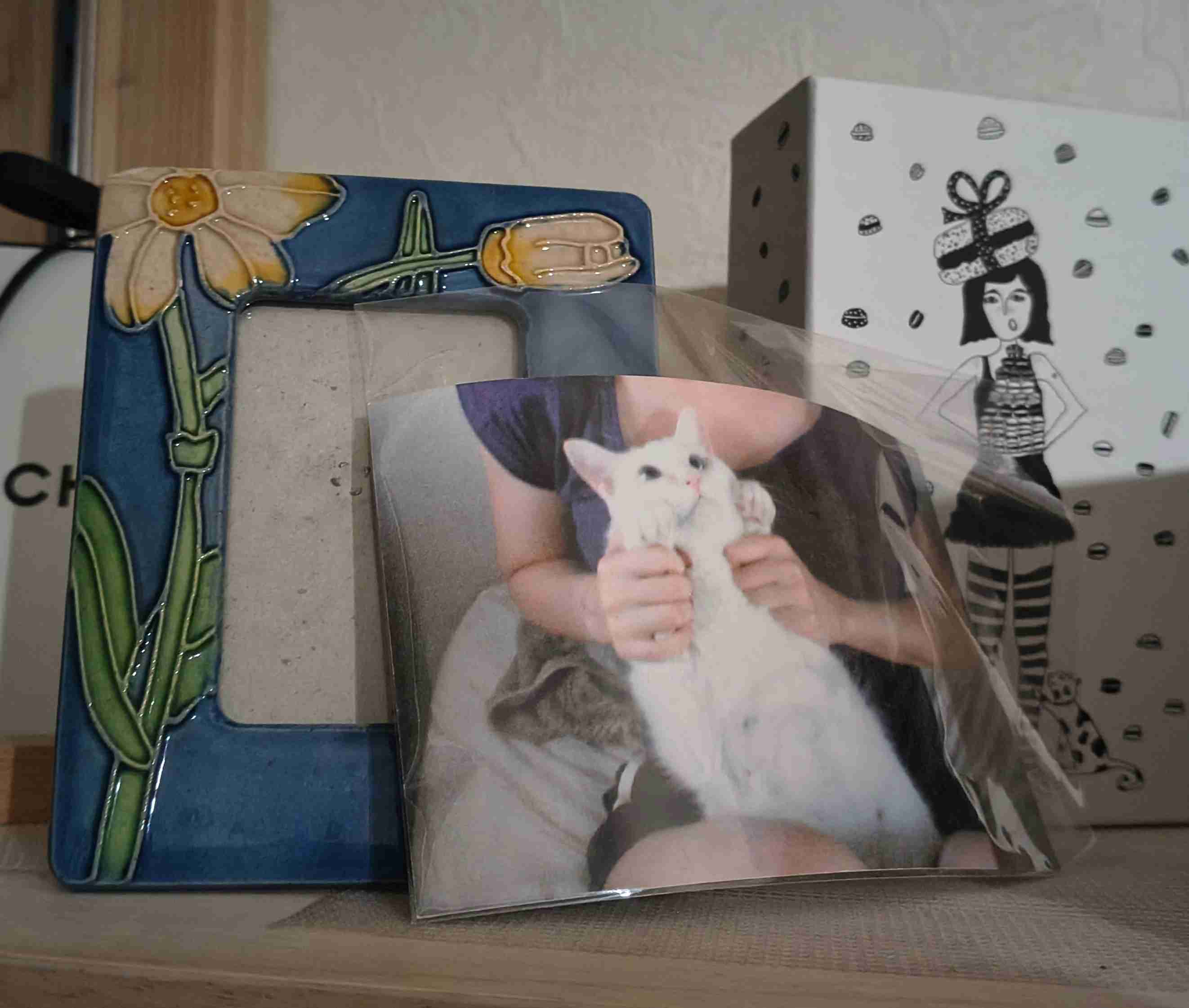 【お盆なので】昔飼っていた犬・猫の写真ありませんか?