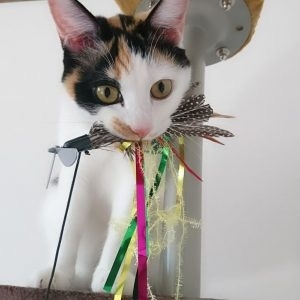 【お盆なので】昔飼っていた犬・猫の写真ありませんか?
