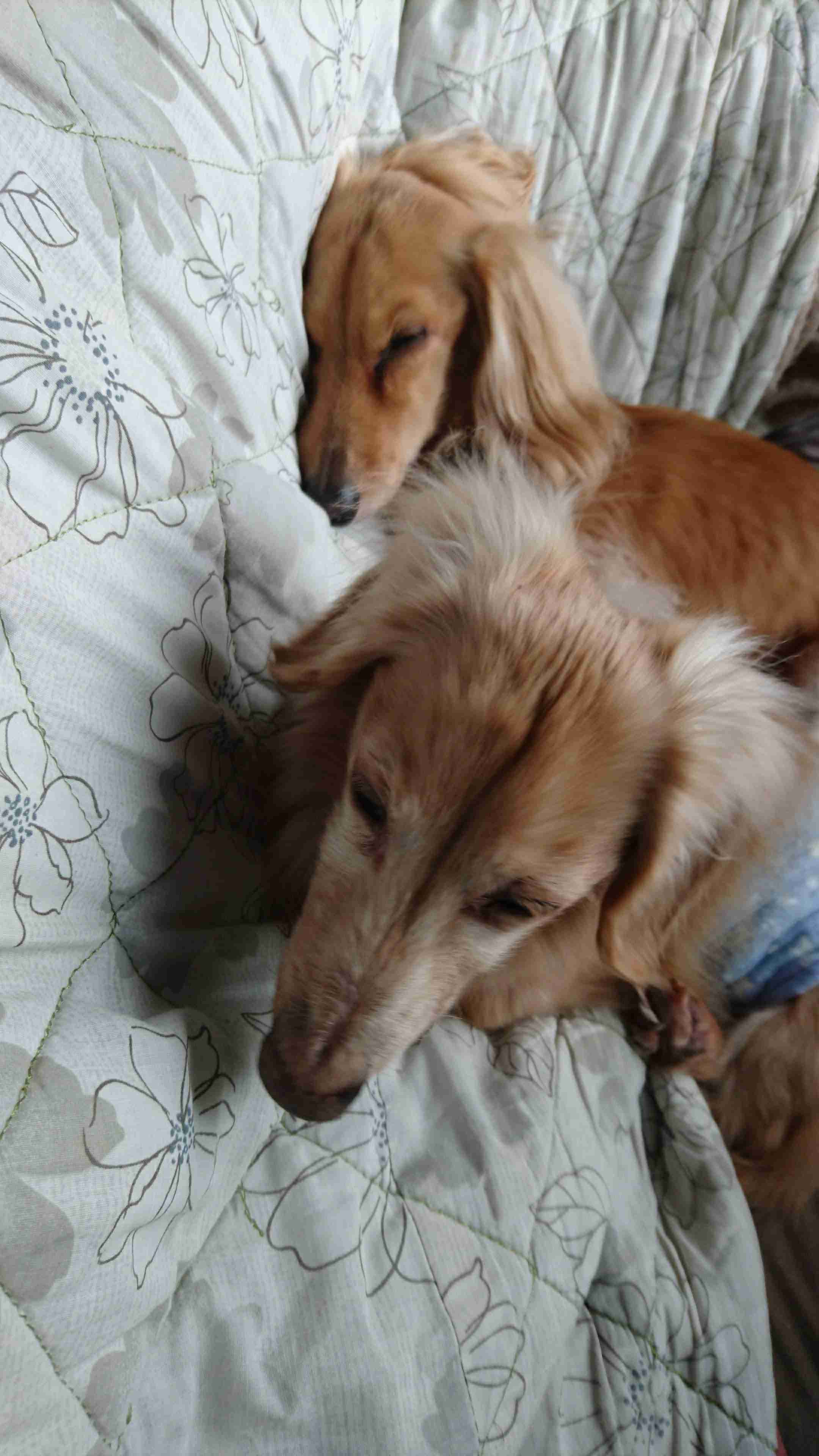 【お盆なので】昔飼っていた犬・猫の写真ありませんか?