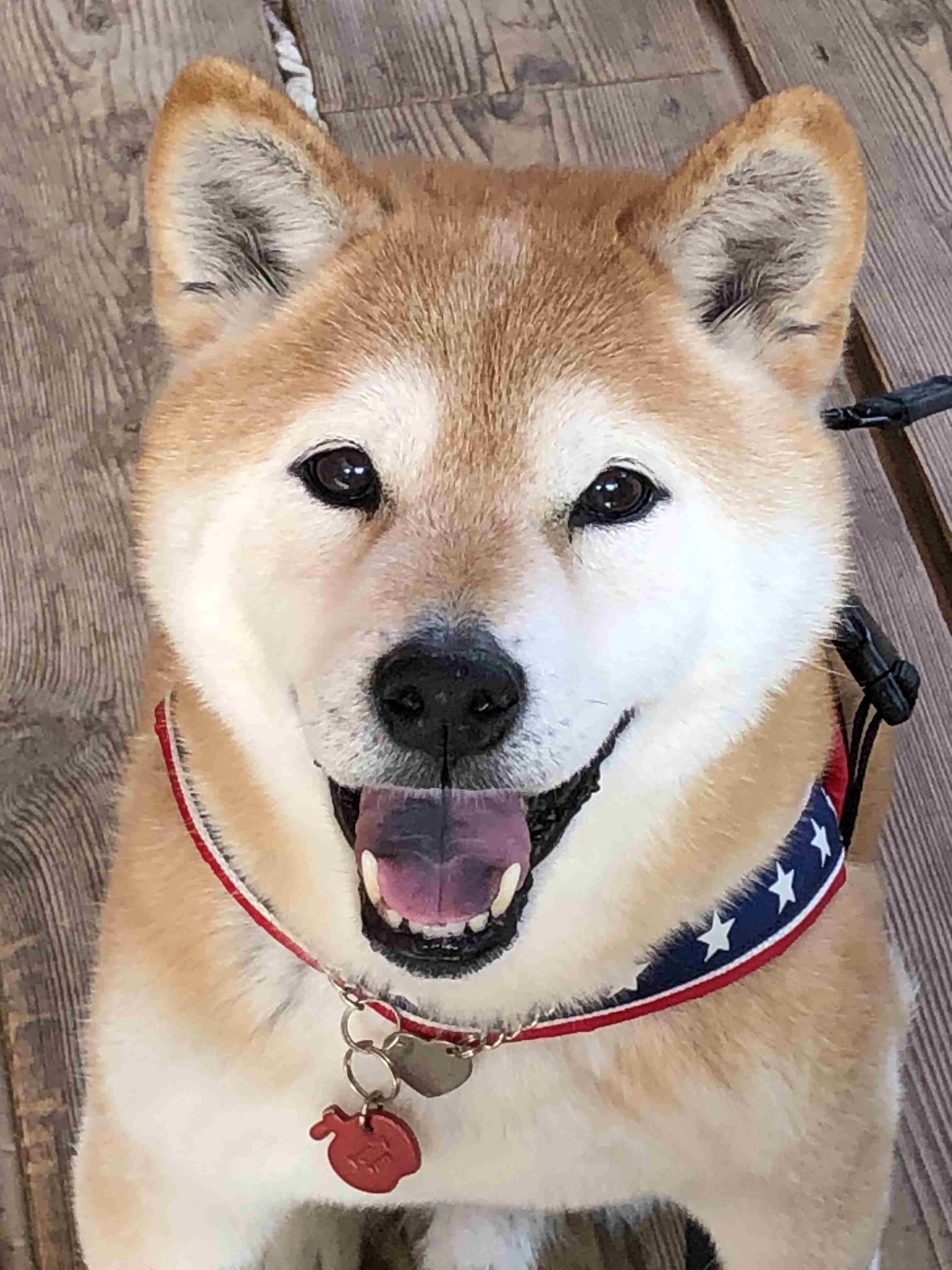 【お盆なので】昔飼っていた犬・猫の写真ありませんか?