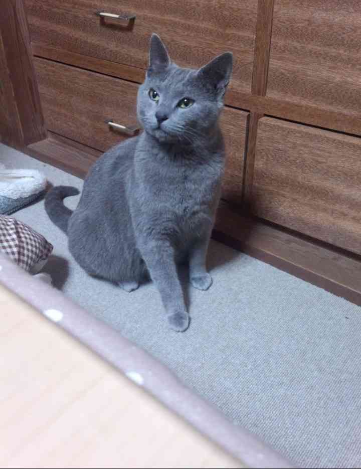 【お盆なので】昔飼っていた犬・猫の写真ありませんか?