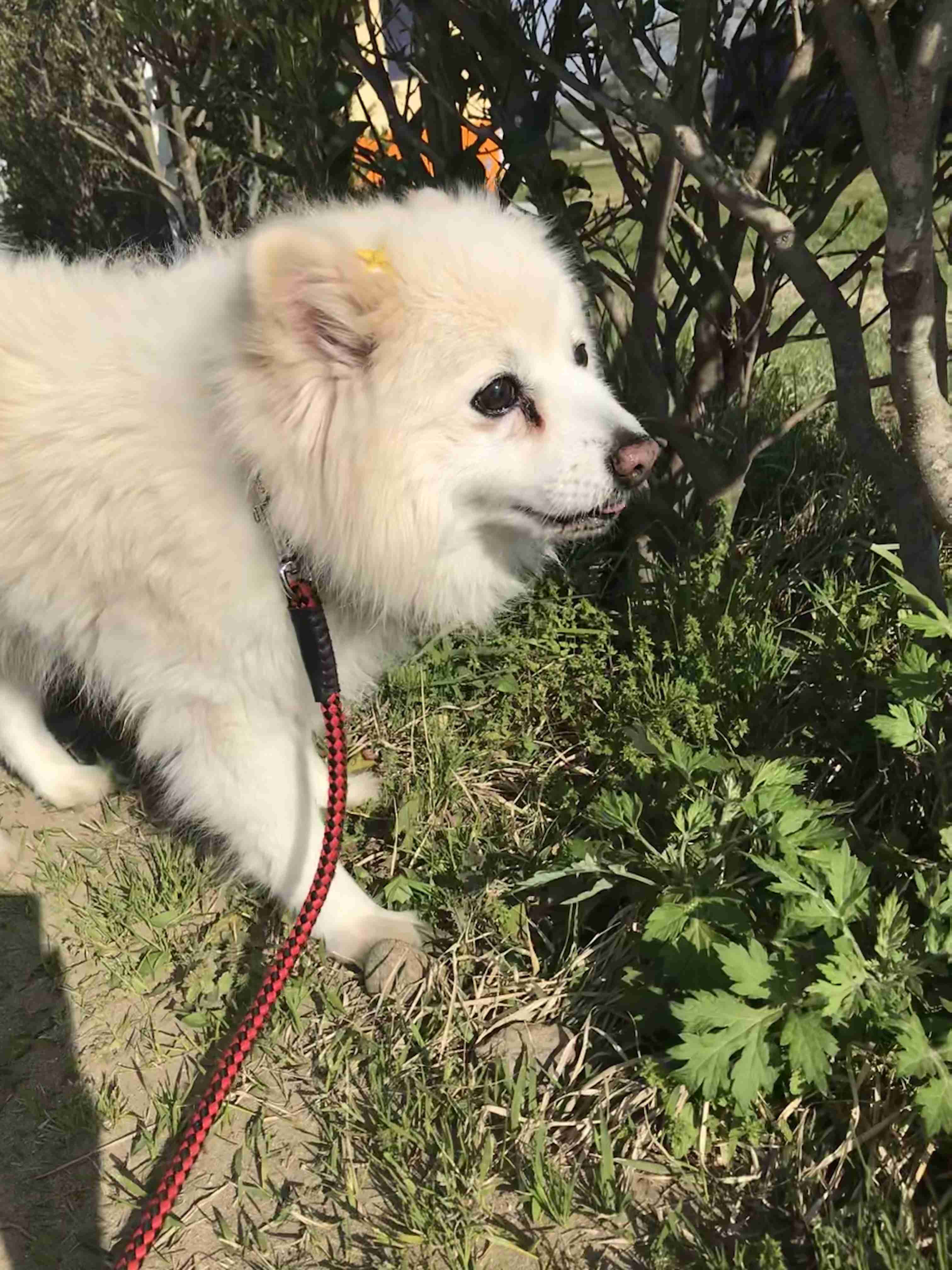 【お盆なので】昔飼っていた犬・猫の写真ありませんか?