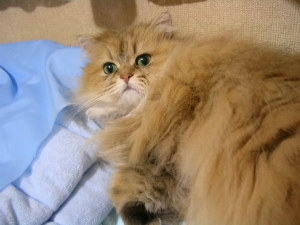 【お盆なので】昔飼っていた犬・猫の写真ありませんか?