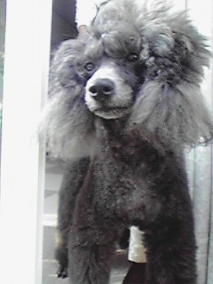 【お盆なので】昔飼っていた犬・猫の写真ありませんか?