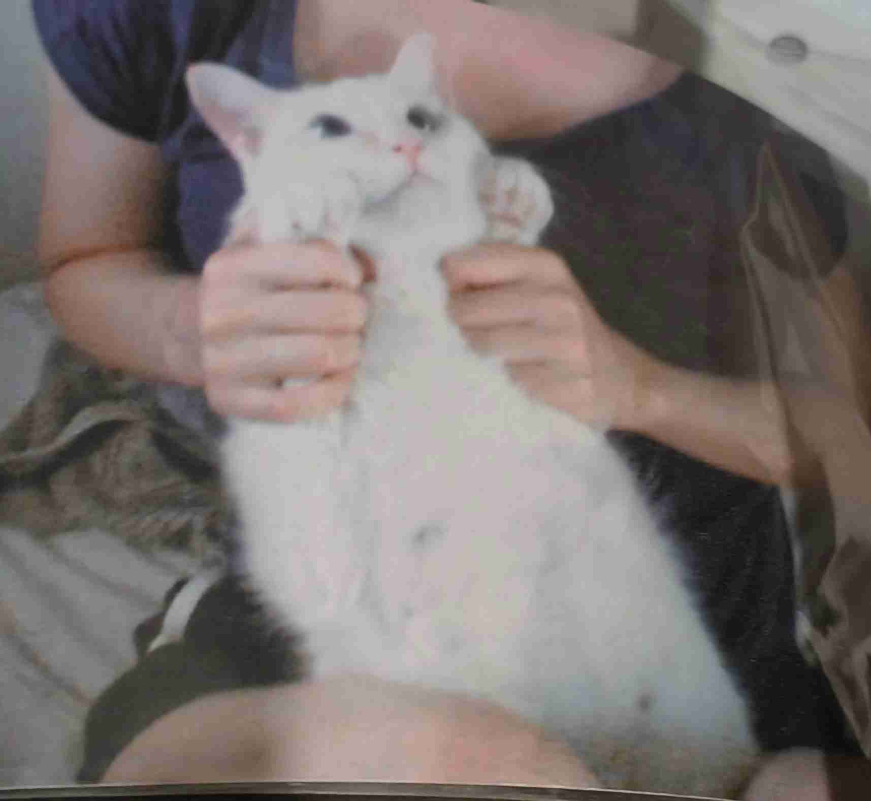 【お盆なので】昔飼っていた犬・猫の写真ありませんか?
