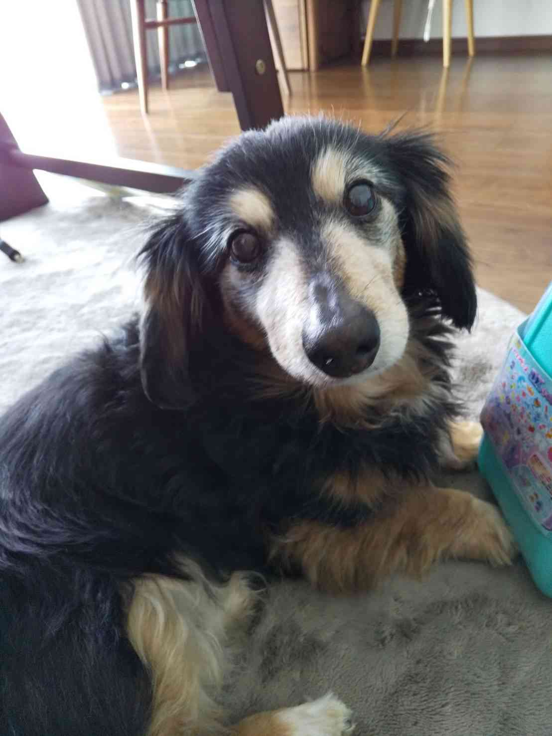 【お盆なので】昔飼っていた犬・猫の写真ありませんか?