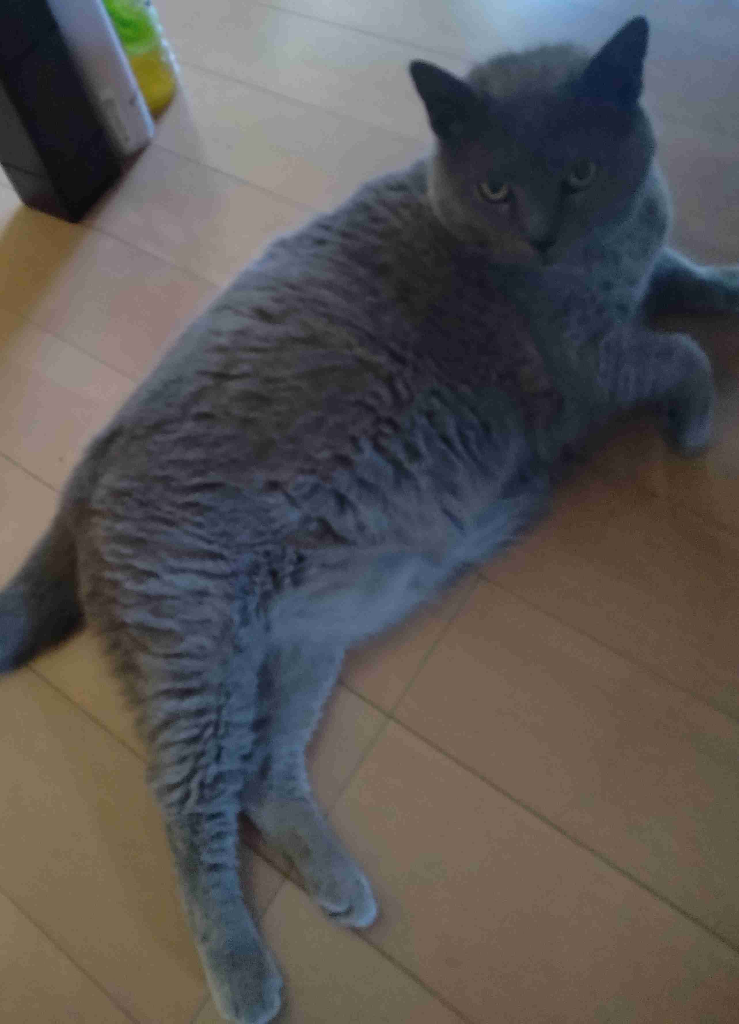 【お盆なので】昔飼っていた犬・猫の写真ありませんか?