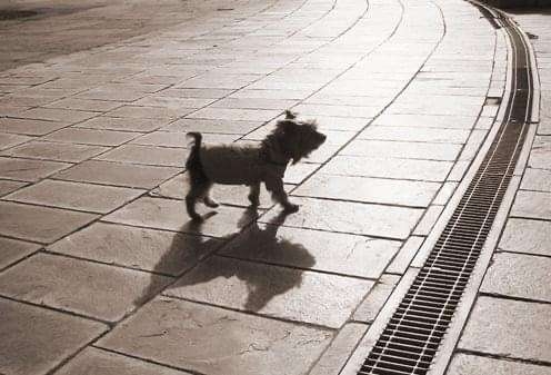 【お盆なので】昔飼っていた犬・猫の写真ありませんか?