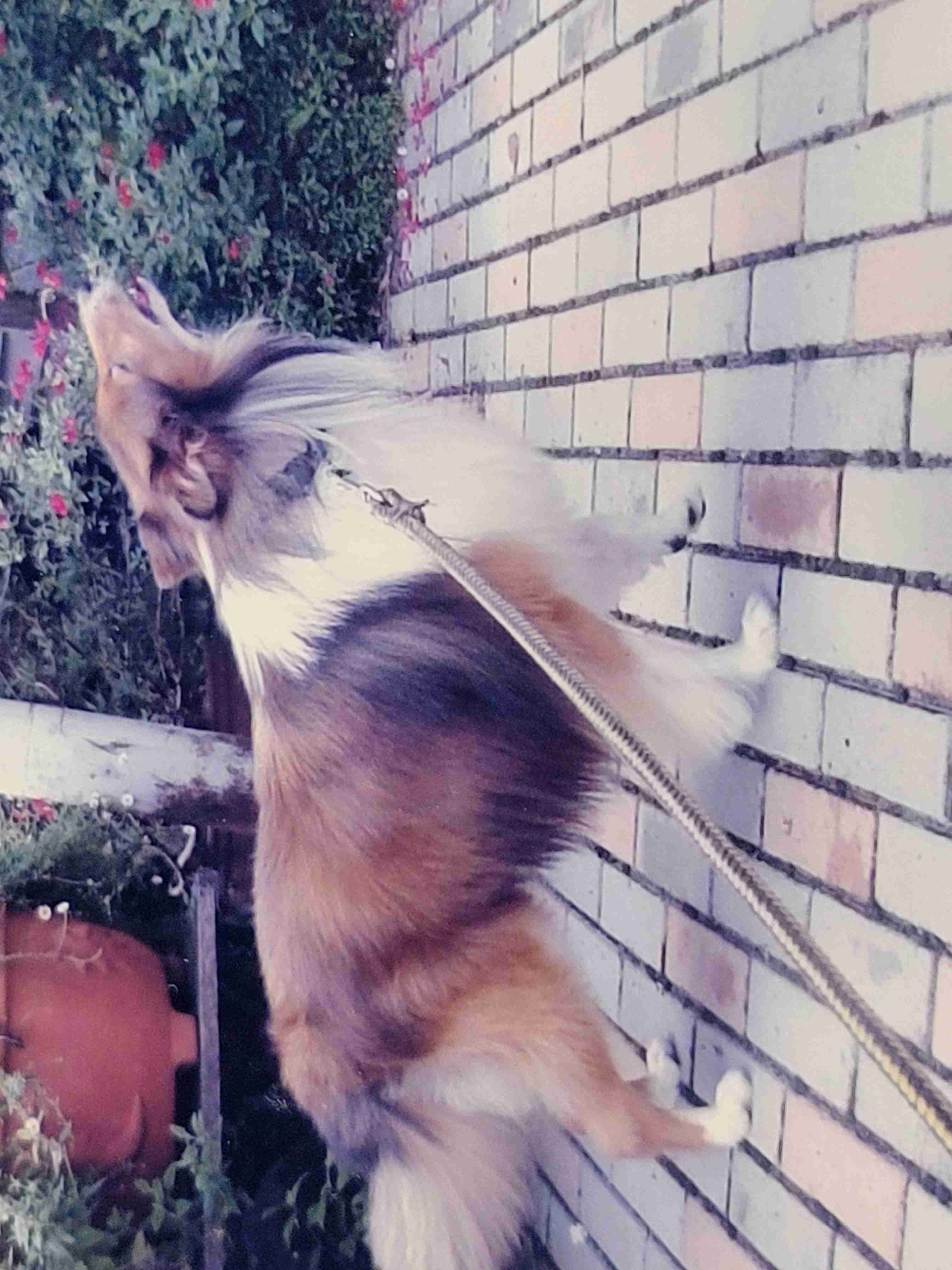 【お盆なので】昔飼っていた犬・猫の写真ありませんか?