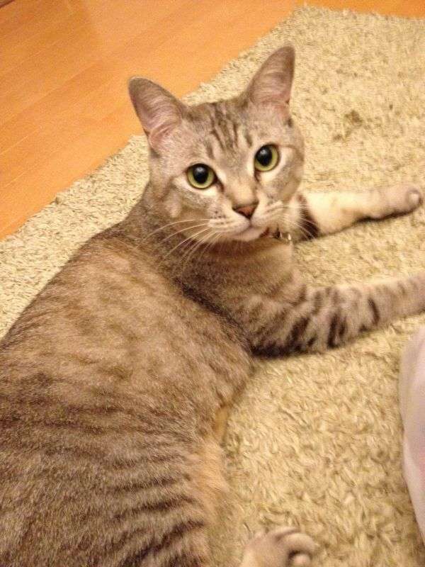 【お盆なので】昔飼っていた犬・猫の写真ありませんか?