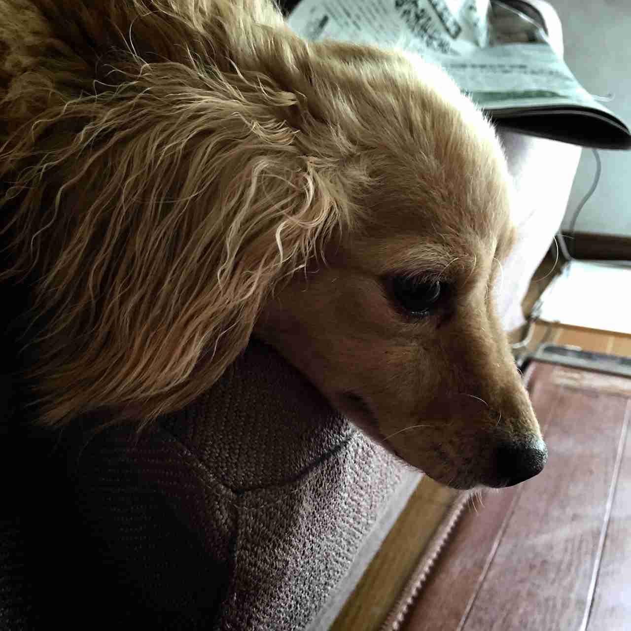 【お盆なので】昔飼っていた犬・猫の写真ありませんか?
