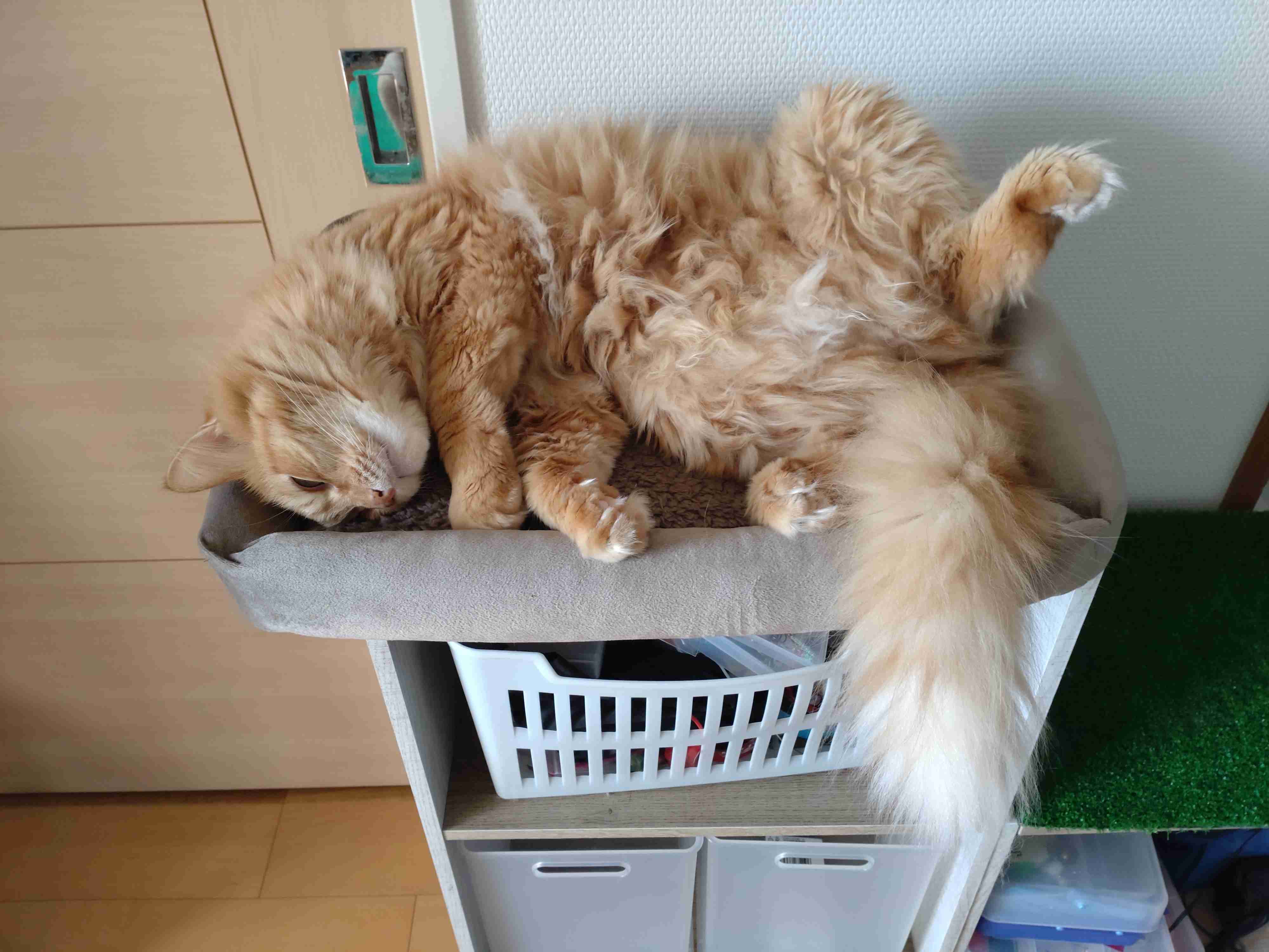 【お盆なので】昔飼っていた犬・猫の写真ありませんか?