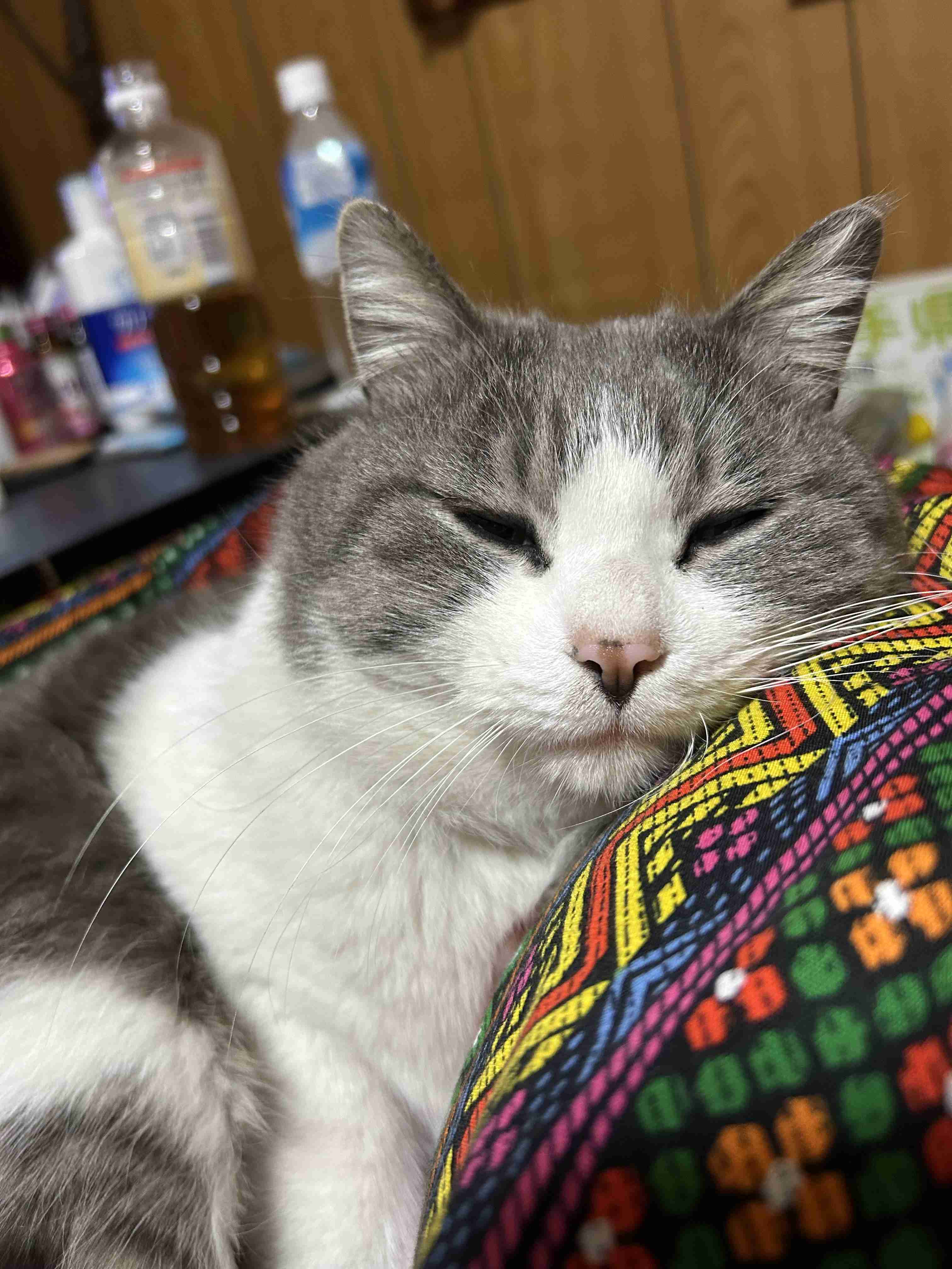 【お盆なので】昔飼っていた犬・猫の写真ありませんか?