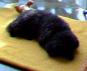 【お盆なので】昔飼っていた犬・猫の写真ありませんか?