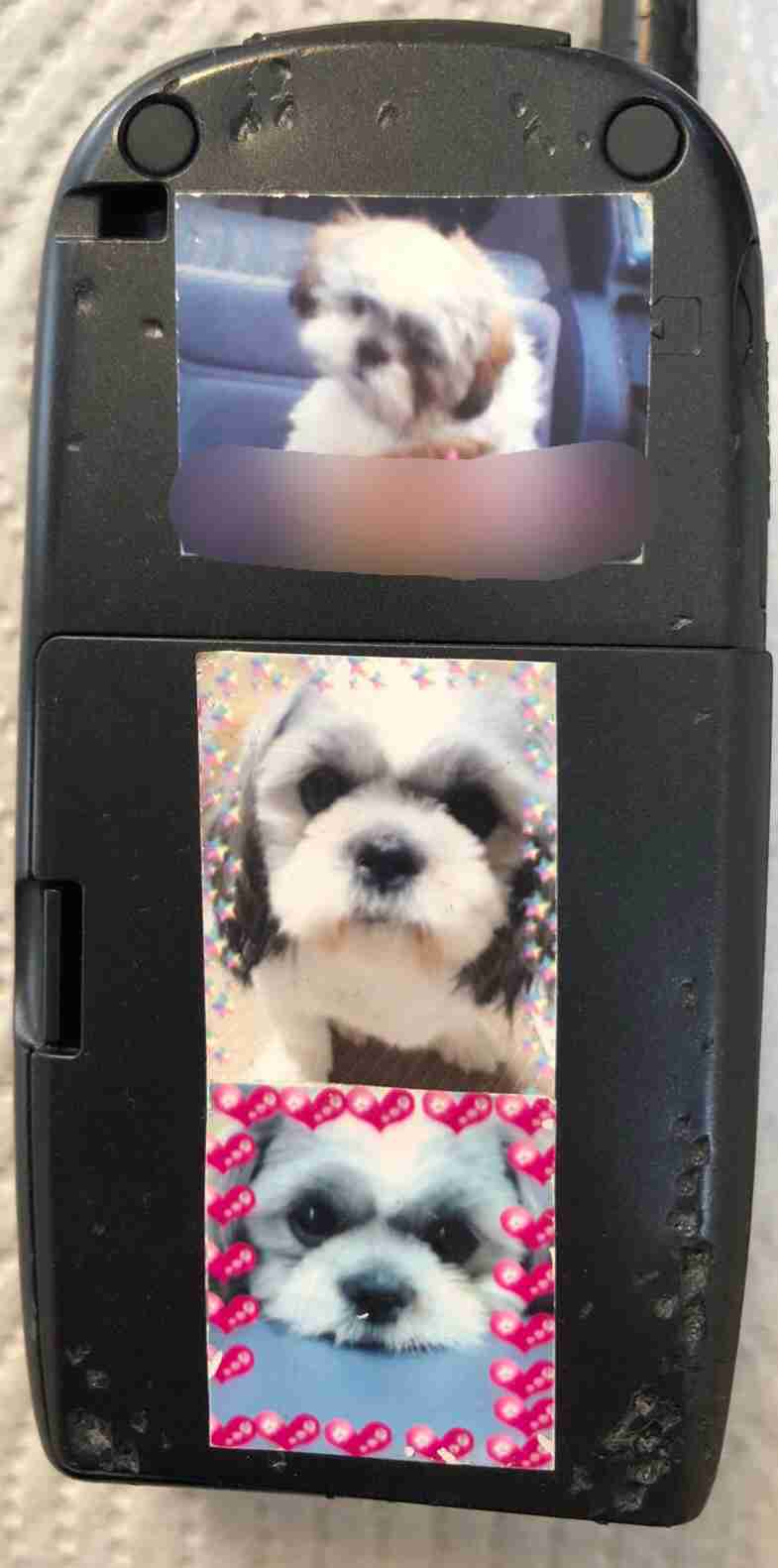 【お盆なので】昔飼っていた犬・猫の写真ありませんか?