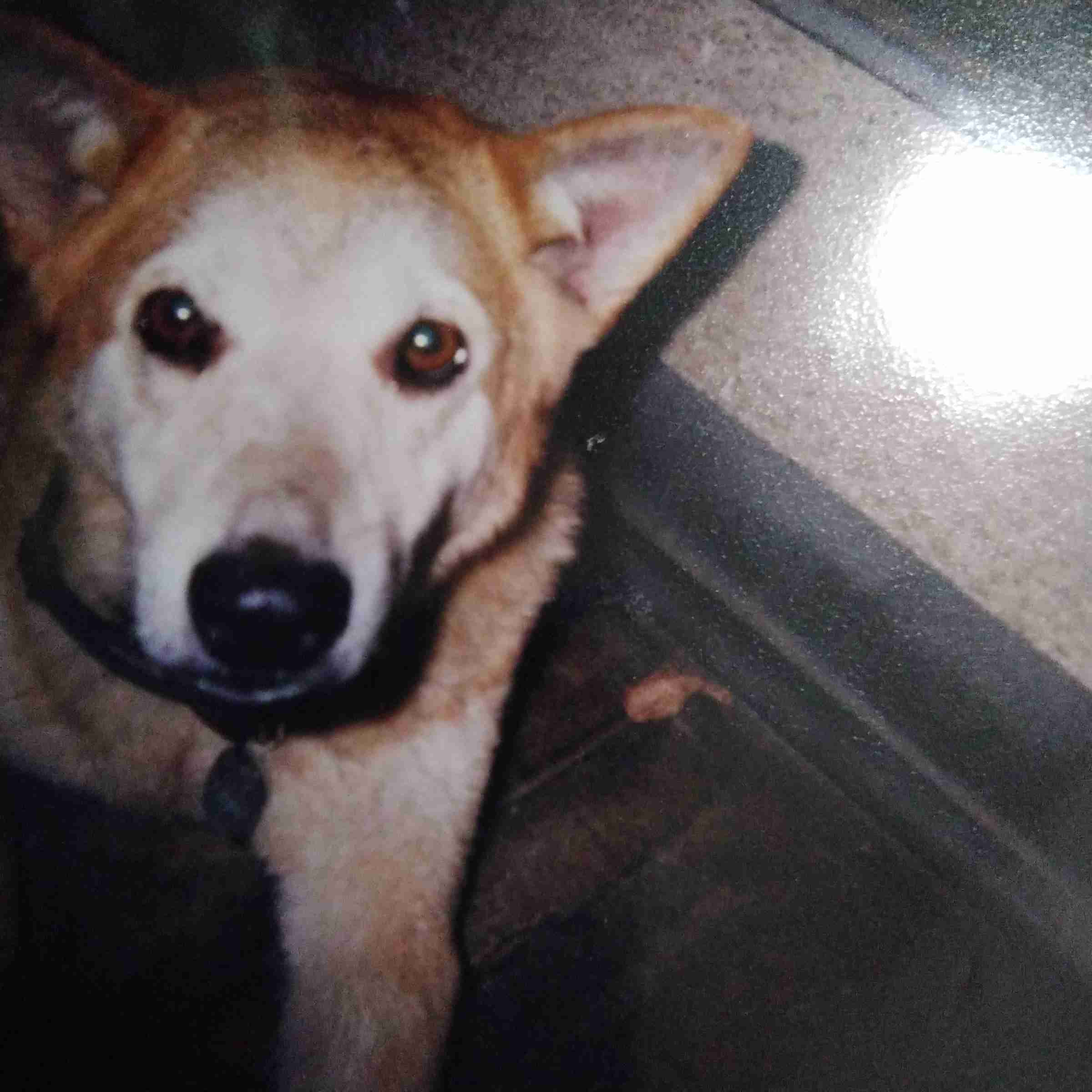 【お盆なので】昔飼っていた犬・猫の写真ありませんか?